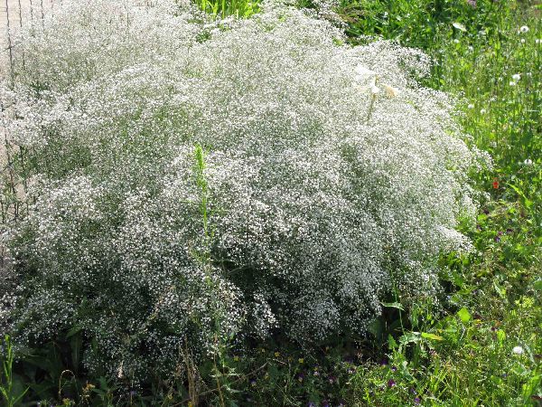 Babys breath